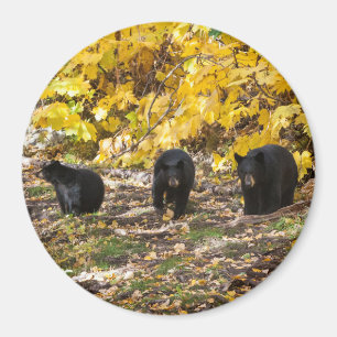 Drei Bären Magnet