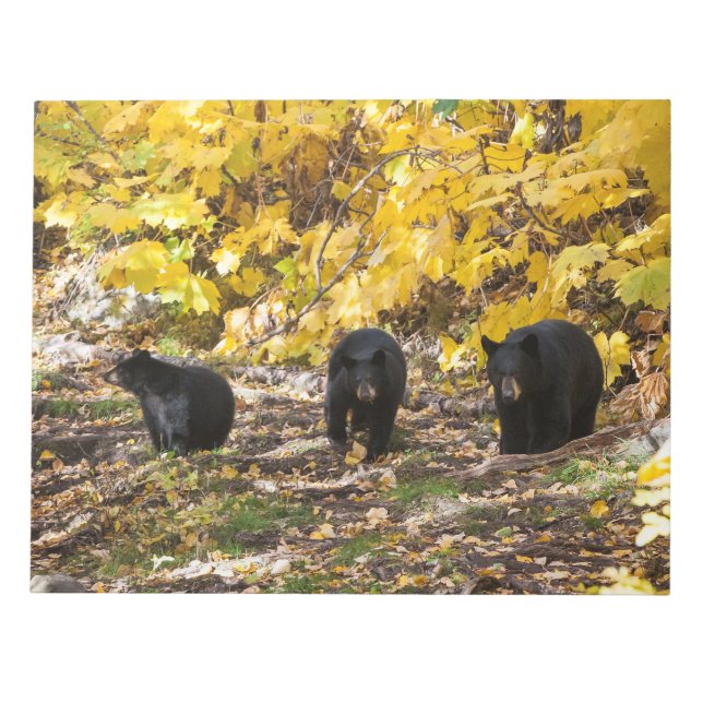 Drei Bären Notizblock (Vorderseite)