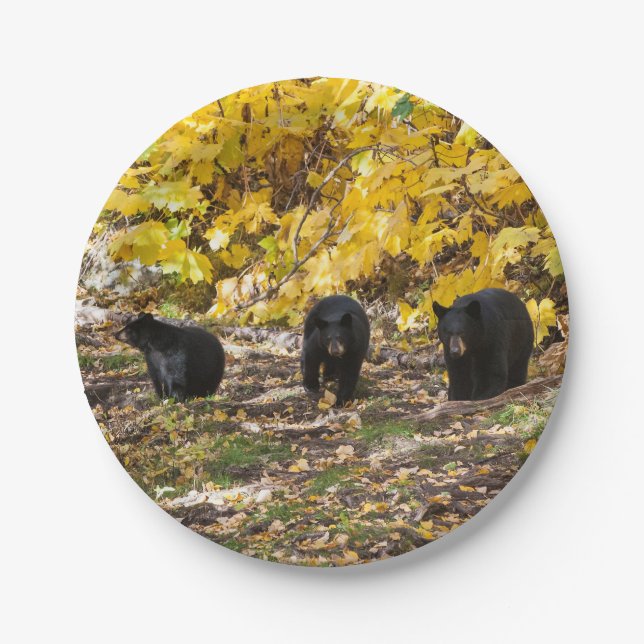 Drei Bären Pappteller (Vorderseite)