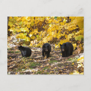 Drei Bären Postkarte