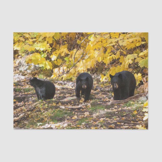 Drei Bären Seidenpapier (Vorderseite)