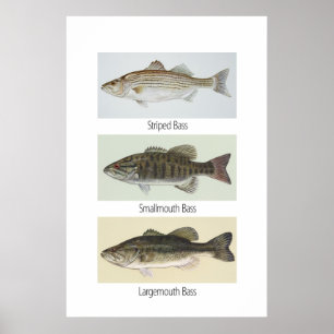 Drei Bass-Plakat Poster