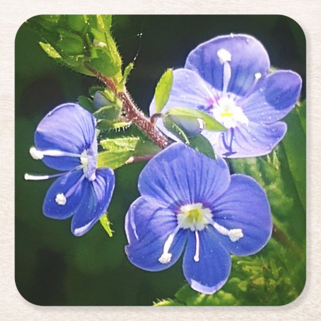 Drei blaue Blumen Rechteckiger Pappuntersetzer (Vorderseite)