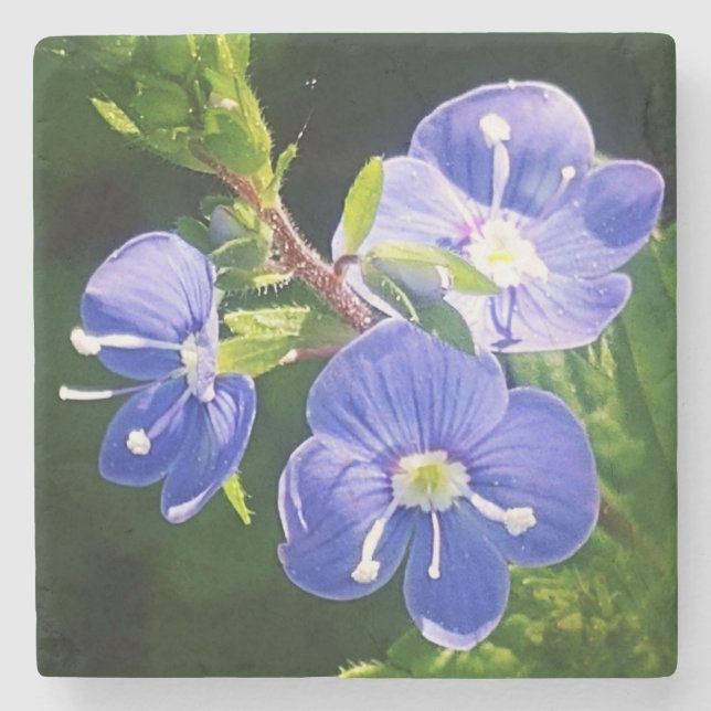 Drei blaue Blumen Steinuntersetzer (Vorderseite)