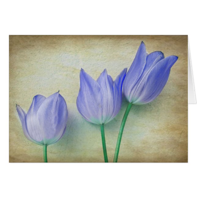 Drei blaue Tulips (Vorderseite (Horizontal))