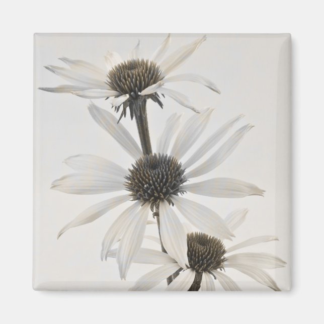 Drei Blume mit weißem Kon Magnet (Vorne)