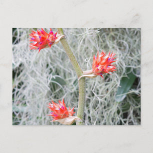 drei Bromelien blühen auf der Postkarte