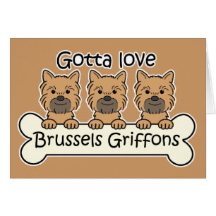 Drei Brüssel Griffons