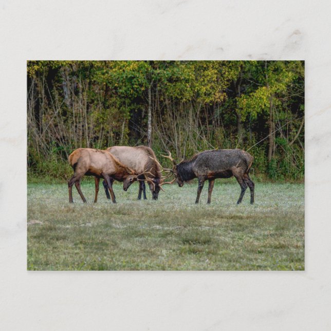 Drei Bull Elk Fighting Blank Postcard Postkarte (Vorderseite)