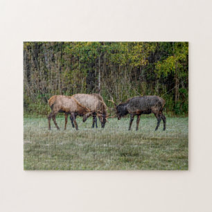 Drei Bull Elk Kämpfe Puzzle