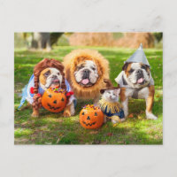 Drei Bulldoggen in Kostümen