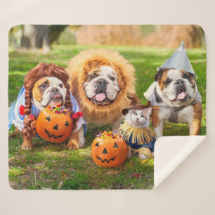 Drei Bulldoggen in Kostümen Sherpadecke