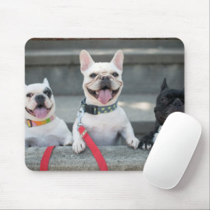 Drei Bullhunde Mousepad