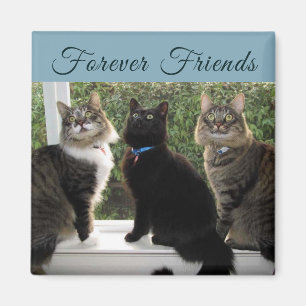 Drei Cat-Freunde im Fenster-Magnet Magnet