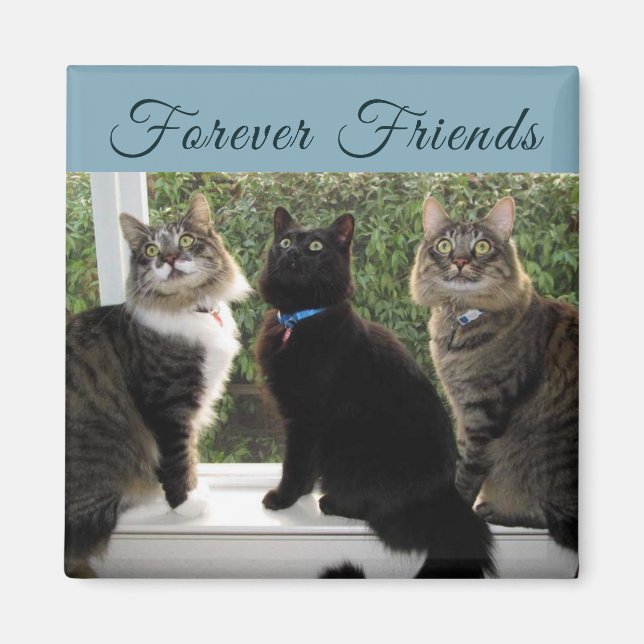 Drei Cat-Freunde im Fenster-Magnet Magnet (Vorne)