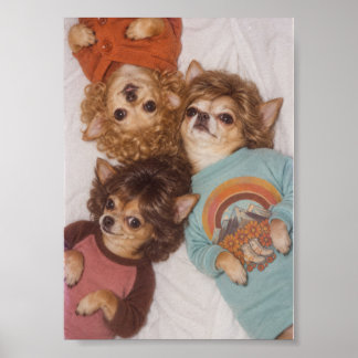 Drei Chihuahua-Freunde mit großer 1980er-Frisur Poster