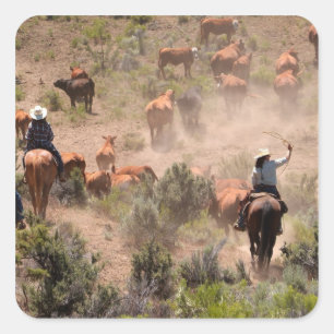 Drei Cowboys und Cowgirls, die Rinder fahren Quadratischer Aufkleber