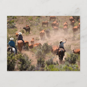 Drei Cowboys und Cowgirls treiben Rinder Postkarte
