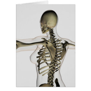 Drei dimensionale Sicht auf die weibliche obere Rü