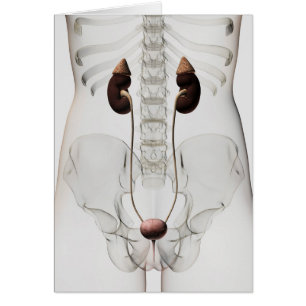 Drei Dimensionen des Harnsystems von Frauen