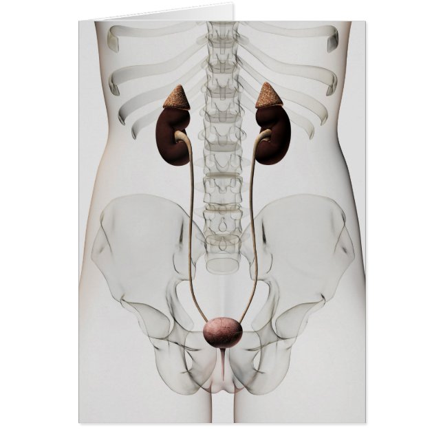 Drei Dimensionen des Harnsystems von Frauen (Vorne)