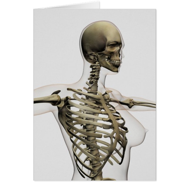 Drei Dimensionen des Käfigs von weiblichen Rippen (Vorne)