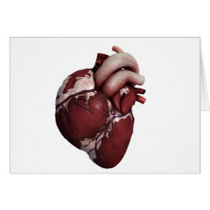 Drei Dimensionen des menschlichen Herzens, Vorders