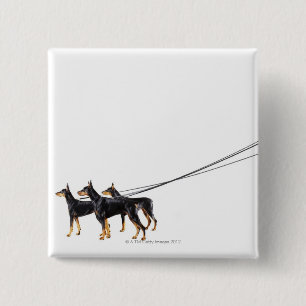 Drei Dobermann auf Leine Button