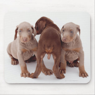 Drei Dobermann Pinscherwelpen Mousepad