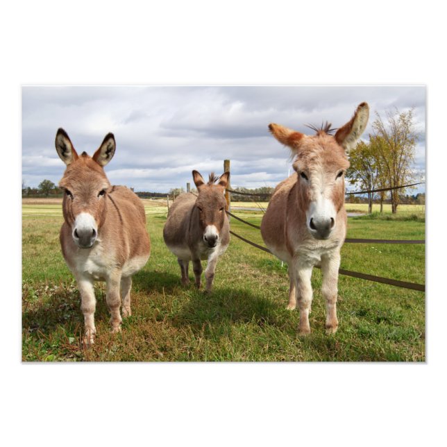 Drei Donkey Fotodruck (Vorne)