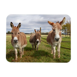 Drei Donkey Magnet