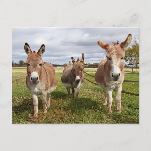 Drei Donkey Postkarte (Vorderseite)