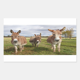 Drei Donkey Rechteckiger Aufkleber