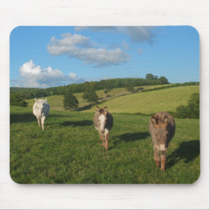 Drei Esel auf einem Feld Foto Mousepad