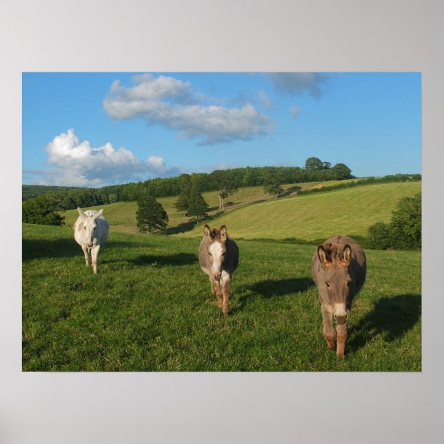Drei Esel auf einem Feld Foto Poster (Vorne)