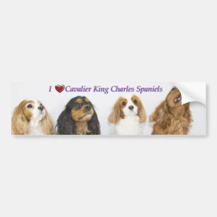 Drei Farben Cavalier King Charles Spaniels Autoaufkleber