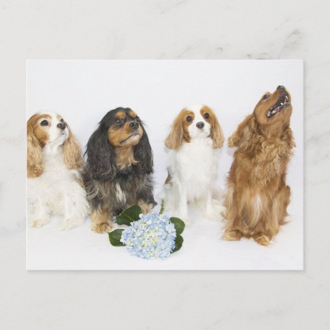 Drei Farben Cavalier King Charles Spaniels Postkarte (Vorderseite)