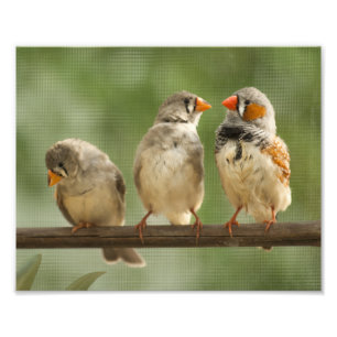 Drei Finke auf einem Zweig Fotodruck