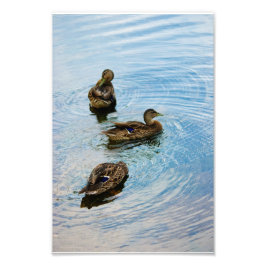 Drei Fotos Fotodruck