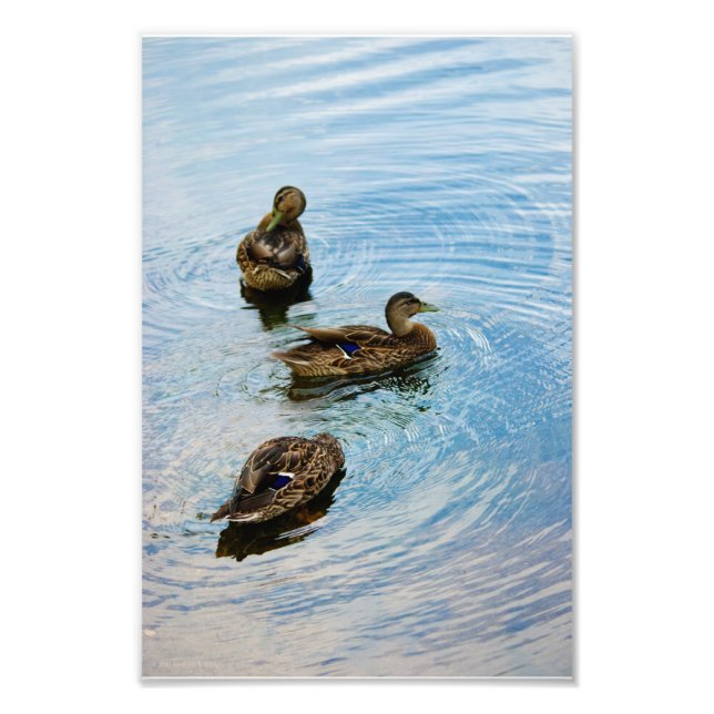 Drei Fotos Fotodruck