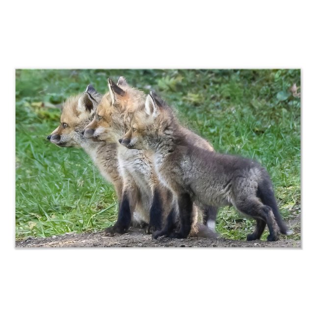 Drei Fox Kits Fotodruck (Vorne)