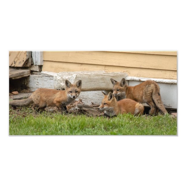 Drei Fox Kits Fotodruck (Vorne)