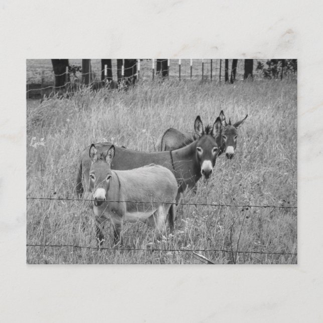 Drei Freunde Postkarte (Vorderseite)