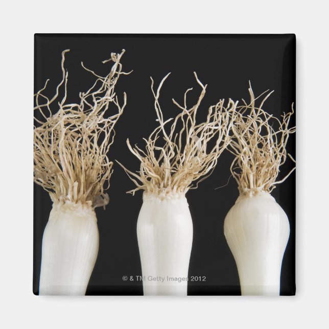 Drei Frühlingszwiebeln Magnet (Vorne)