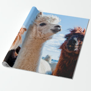 Drei Funny Alpacas Geschenkpapier