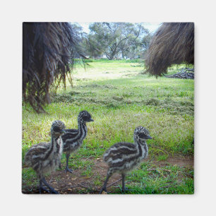 Drei Fuzzy Baby Emu Chicks, Kühlschrankmagnet Magnet