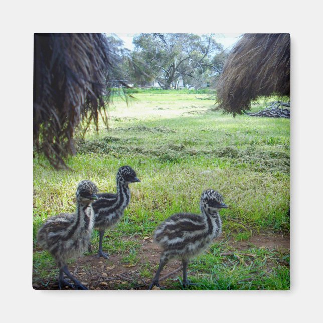 Drei Fuzzy Baby Emu Chicks, Kühlschrankmagnet Magnet (Vorne)