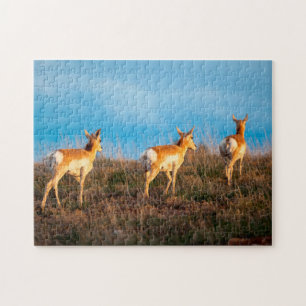 Drei Gabelböcke beim Weggehen bei Sonnenuntergang Puzzle