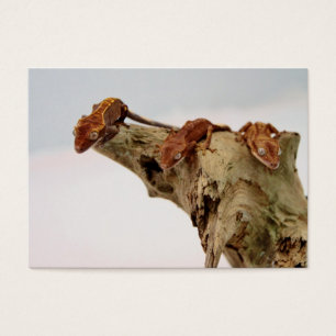 Drei Geckos mit Haube