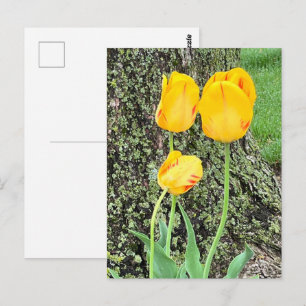 Drei gelbe Tulissen / Postkarte